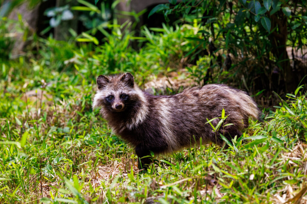 コース内に生息する野生動物アライグマの自然な姿